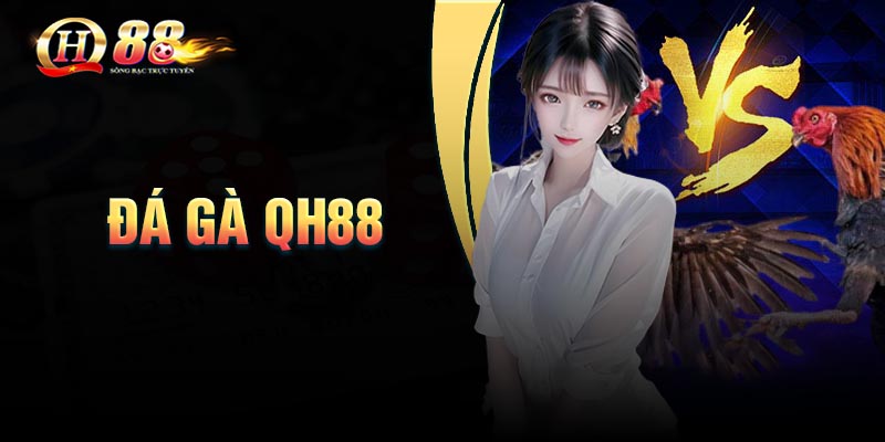Đá gà QH88 - Trường gà sôi động kịch tính đỉnh cao
