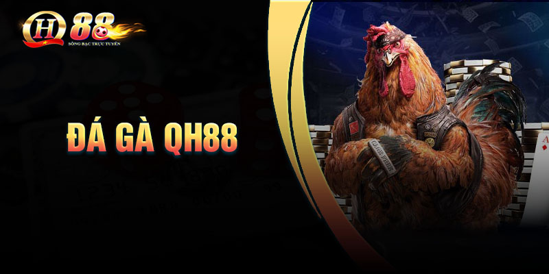 Giới thiệu sảnh đá gà QH88
