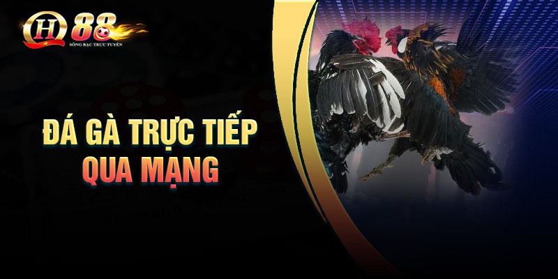 Lưu ý khi tham gia đá gà online trực tiếp QH88