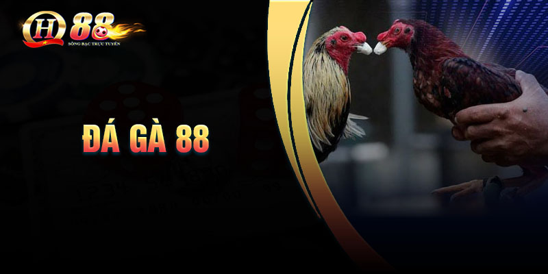 Ưu điểm sân chơi đá gà 88