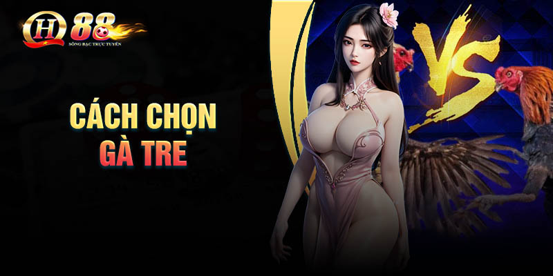 Khi chọn gà tre đá cựa cần lưu ý điều gì