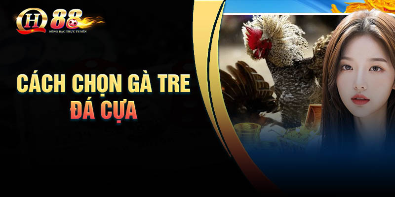 Bật mí cách chọn gà tre đi đá chuẩn nhất