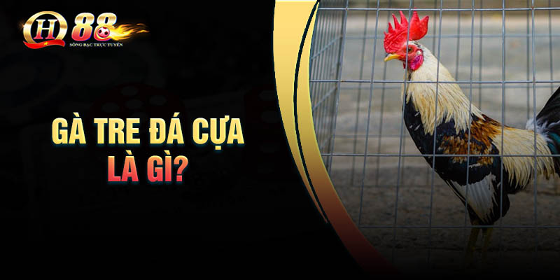 Tìm hiểu cách chọn gà đá tre chuẩn nhất cho người chơi mới